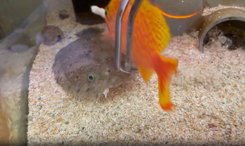 ヒラメの上を通る魚