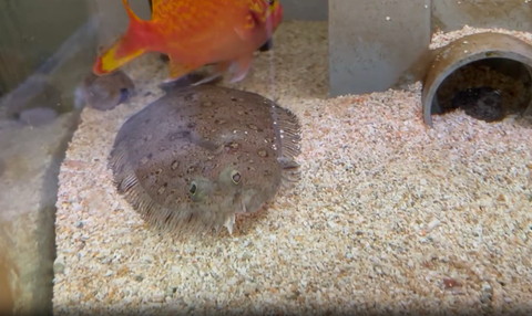 ヒラメの後ろにオレンジの魚