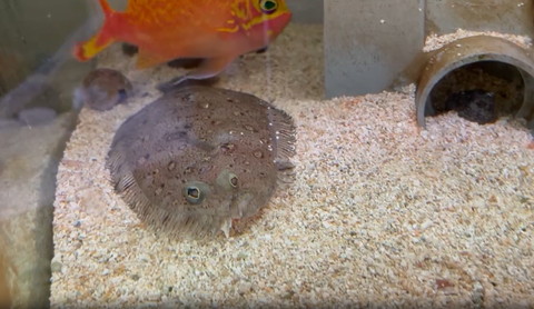 ヒラメの後ろにオレンジの横顔