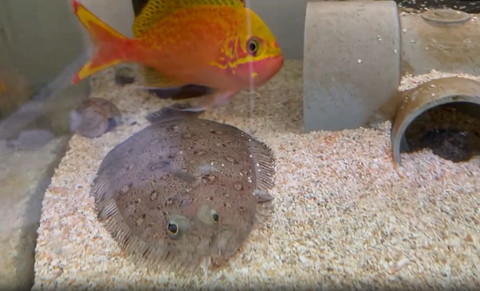 カメラを見てるようなオレンジの魚