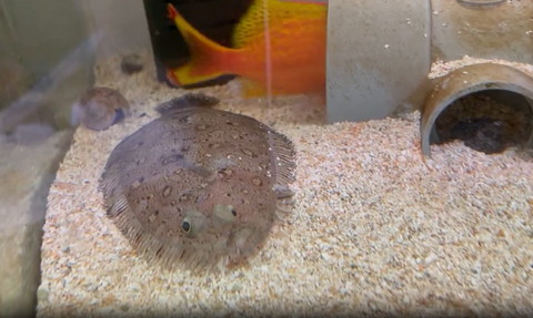 トンネルに入っていく魚