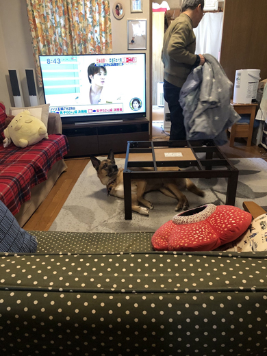 布団をはがされるワンコ