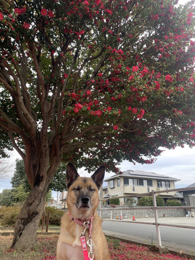 目をとじるワンコ