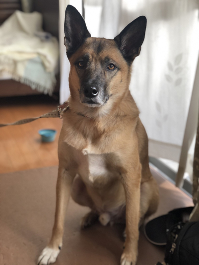 真面目顔のワンコ