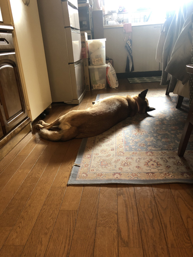 横になるワンコ