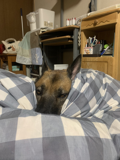 あたたまるワンコ