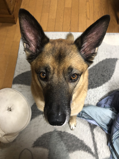 おねだりするワンコ