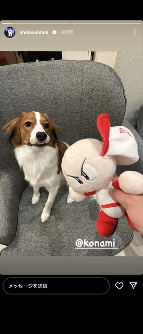 パワプロくんのぬいぐるみにイタズラする大谷翔平の愛犬・デコピン