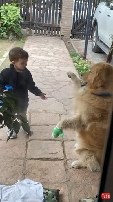 前足を負傷した犬を慰める男の子