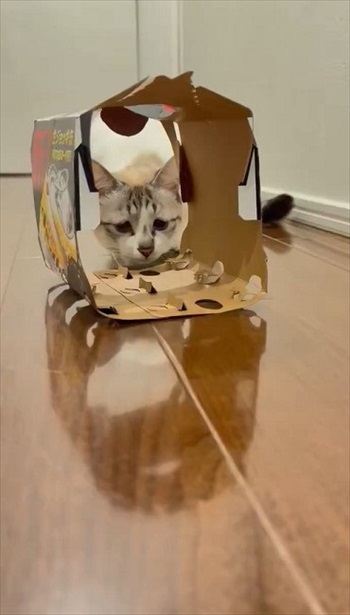 困り顔の猫ちゃん