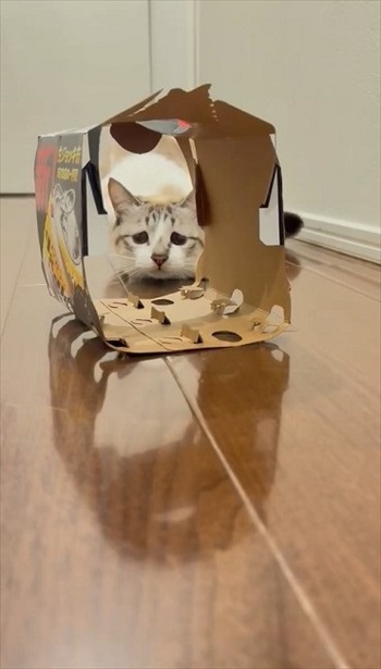 困り顔の猫ちゃん