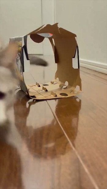 困り顔の猫ちゃん