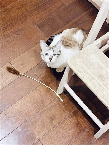 困り顔の猫ちゃん