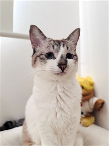 困り顔の猫ちゃん