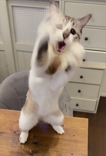 困り顔の猫ちゃん