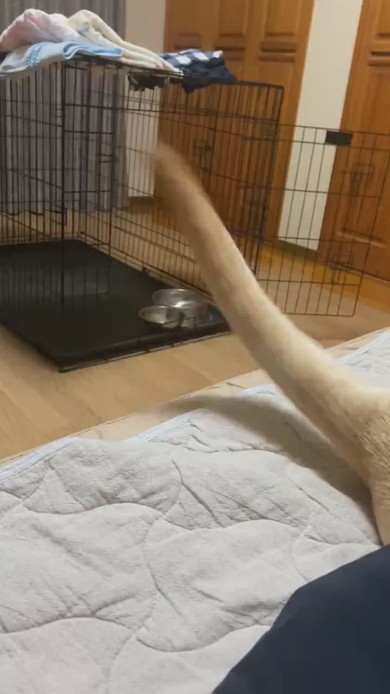 尻尾を振っているラブラドール・レトリバーのワンコ