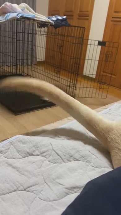 尻尾を振っているラブラドール・レトリバーのワンコ