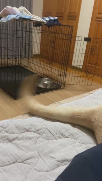 尻尾を振っているラブラドール・レトリバーのワンコ