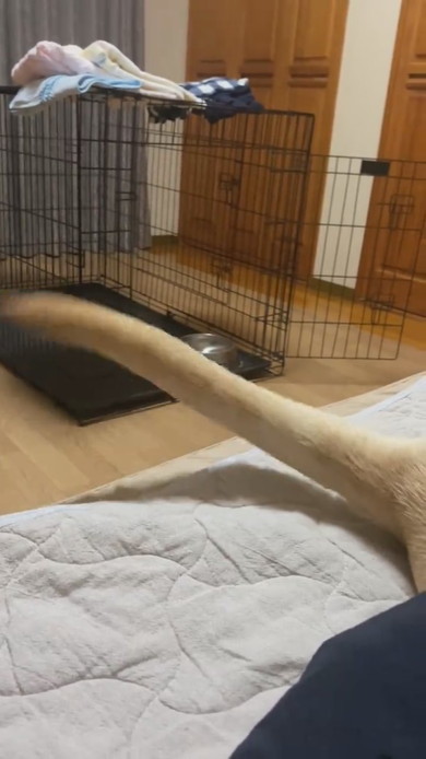 尻尾を振っているラブラドール・レトリバーのワンコ