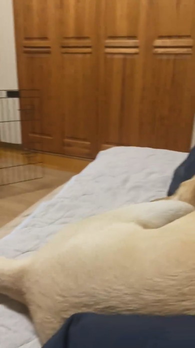 寝ているラブラドール・レトリバーのワンコ