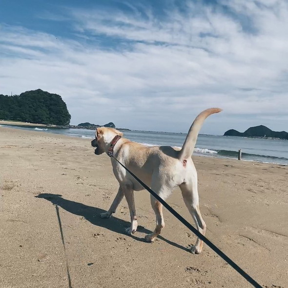 海で遊ぶラブラドール・レトリバーのワンコ