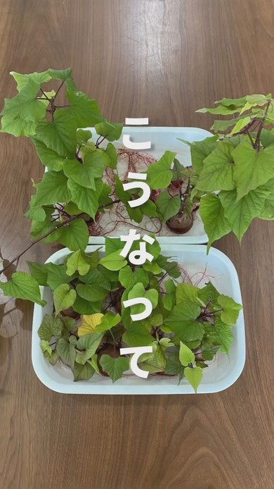 さつまいもの切れ端からツルが伸び始めた様子