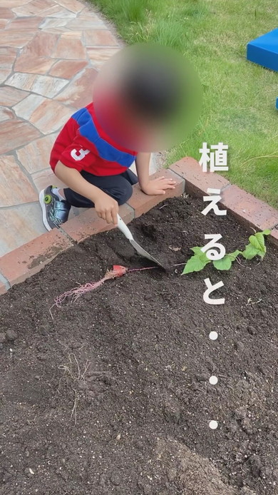 さつまいもの苗を植えている息子くん