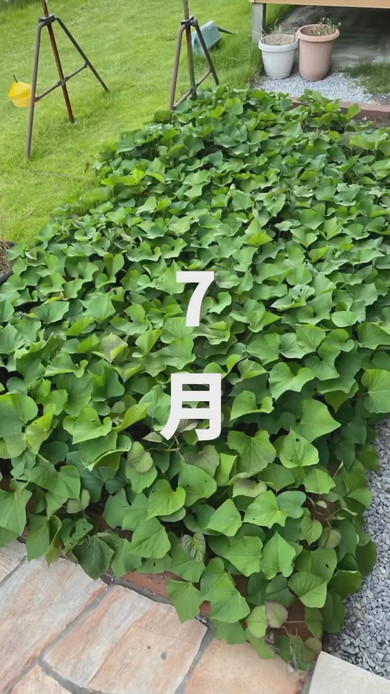 7月に生い茂るさつまいもの葉