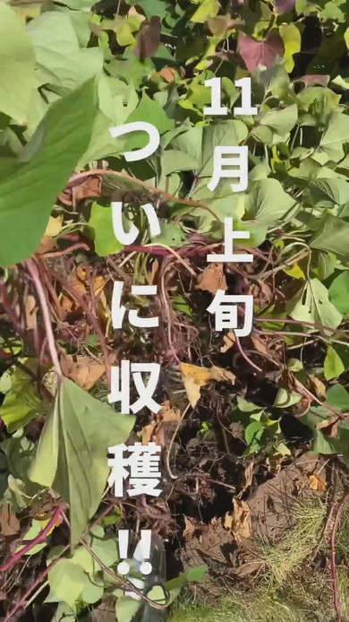 11月にさつまいもを収穫