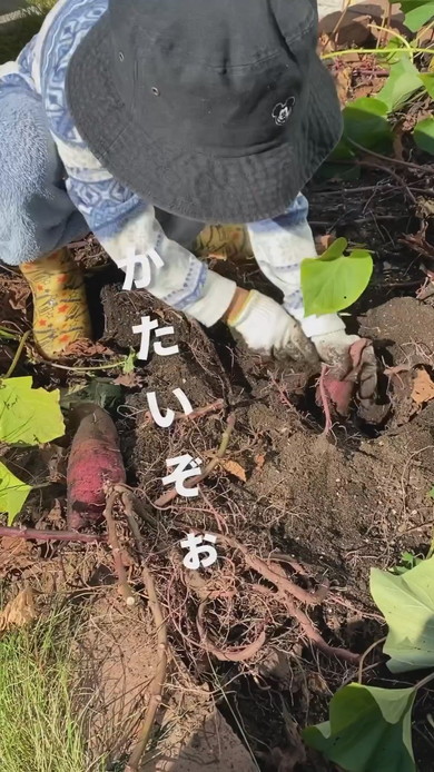 さつまいもを収穫する息子くん