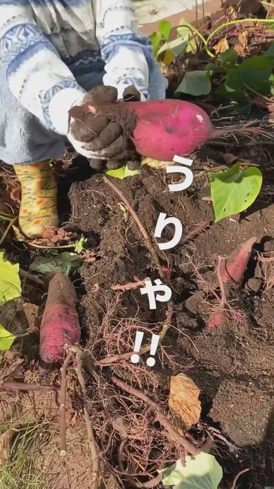 さつまいもを収穫する息子くん