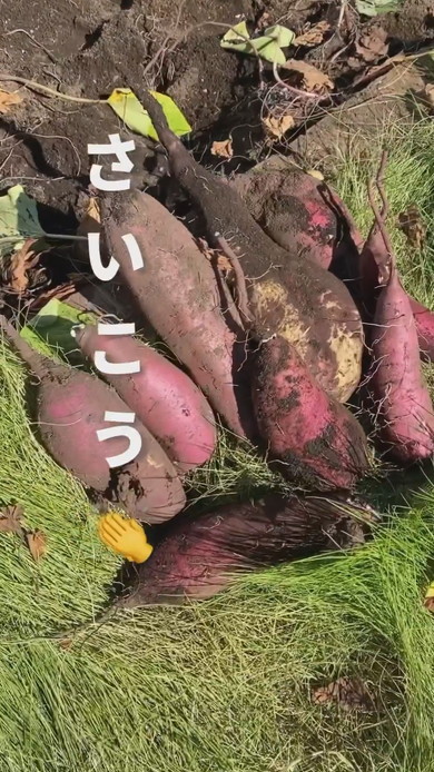 収穫されたさつまいも