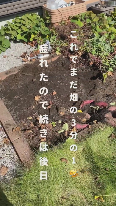 3分の1を収穫した畑の状態