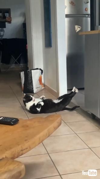 床の上で毛づくろいをしている猫