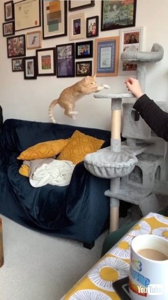 ジャンプする猫