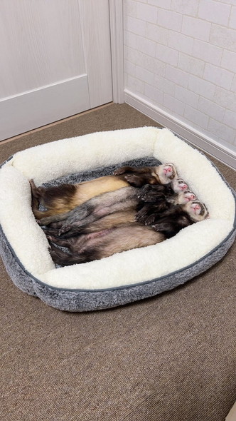 密着して寝るフェレット