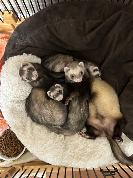 密着してカメラ目線フェレット