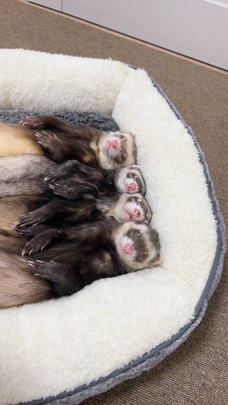 密着して寝るフェレット