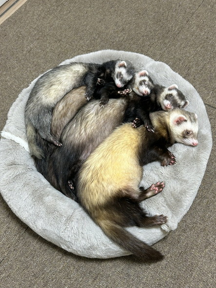 密着して寝るフェレット