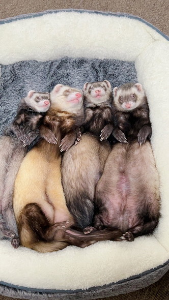 密着して寝るフェレット