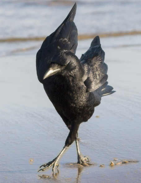 着地するカラス