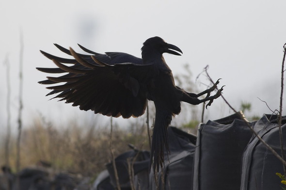 着地するカラス