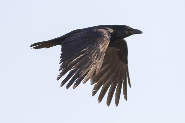 飛んでるカラス