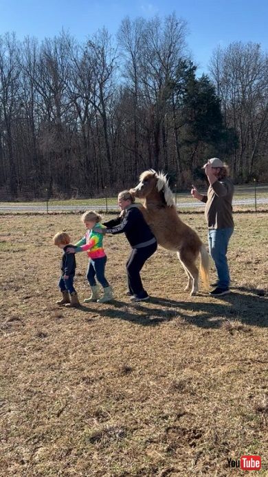 ミニホースと一緒にコンガを踊る家族