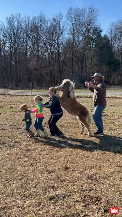 ミニホースと一緒にコンガを踊る家族