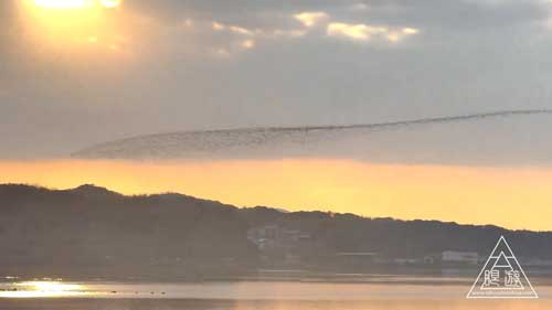 トモエガモの群れ