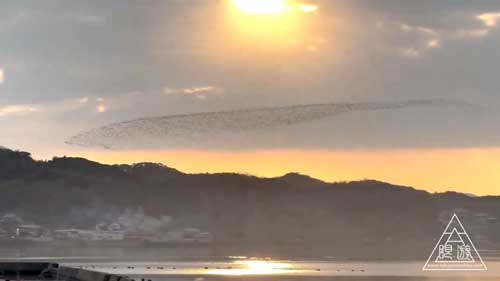 トモエガモの群れ