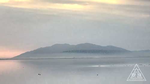 トモエガモの群れ