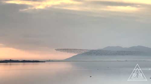 トモエガモの群れ