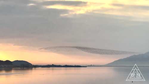 トモエガモの群れ